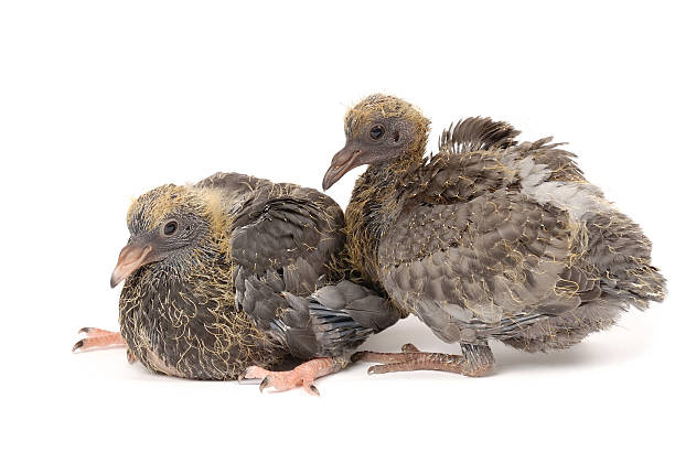 pareja joven palomas sobre un fondo blanco - pigeon young bird zoo air fotografías e imágenes de stock