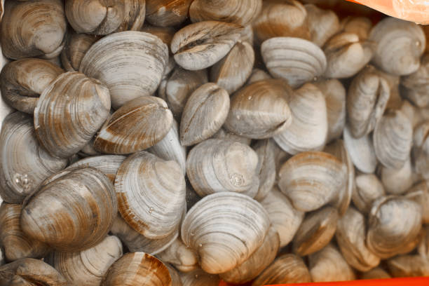 Fresh raw clams in traditional fish market