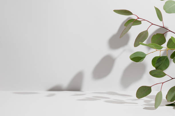 Green eucalyptus branch with shadows on empty light grey background. Backdrop for natural product presentation. Eco beauty cosmetic advertising display mockup. Minimal still life scene. Front view. rama de eucalipto verde con sombras sobre fondo gris claro vacío. telón de fondo para la presentación de productos naturales. maqueta de exhibición de publicidad cosmética de belleza ecológica. mínima escena de naturaleza muerta. vista frontal