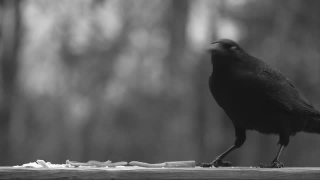 Crows Feeding on Food Scraps