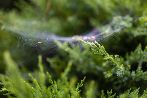 istock Morning dew on a cobweb among the bushes 1477882626