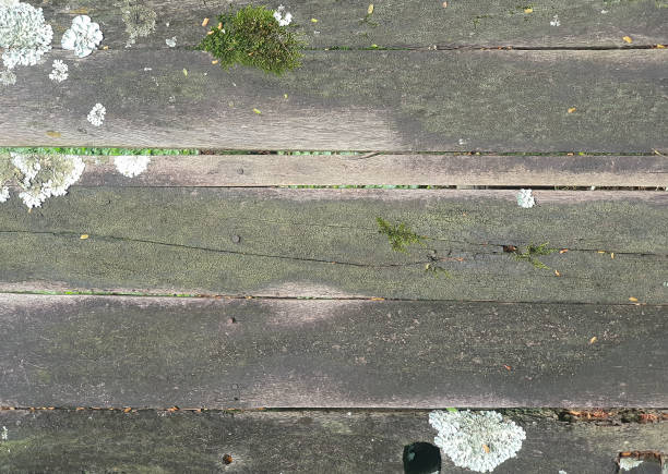 Old wood board with moss and lichen. Rustic wood background.