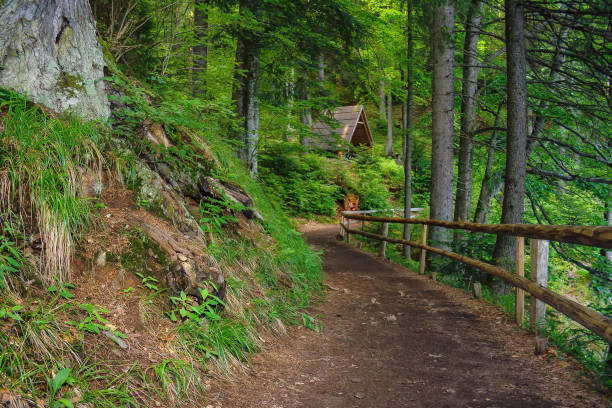istock green summer scene in forest park 1477884202
