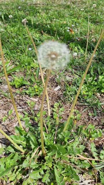 White dandelion flower seeds on background of green grass