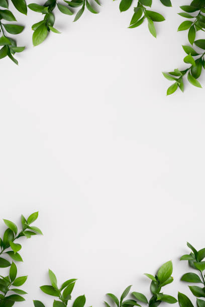 istock Natural green branches with leaves on empty light grey background with copy space. Trendy layout with fresh plant. Eco spring concept. Skin care product advertising. Top view. Minimal composition 1477885879