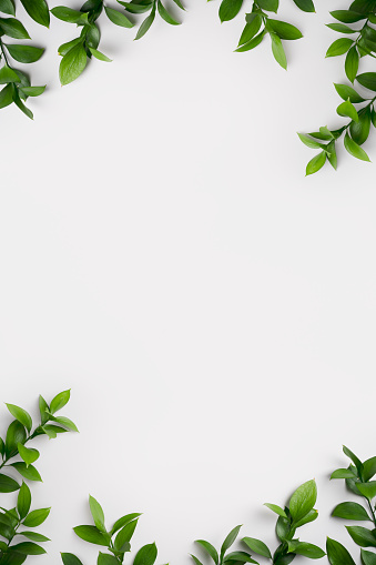 Natural green branches with leaves on empty light grey background with copy space. Trendy layout with fresh plant. Eco spring concept. Skin care product advertising. Top view. Minimal composition.