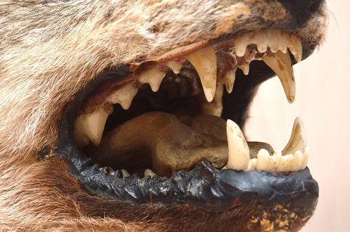 open mouth of a predatory wolf