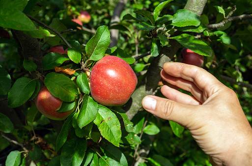 Hand reaching up into the boughs of a fruit tree picking ripe apple. Summer or Autumn Harvesting Idea