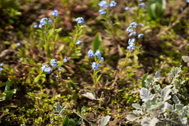 Anchusa, Blue Angel Flower