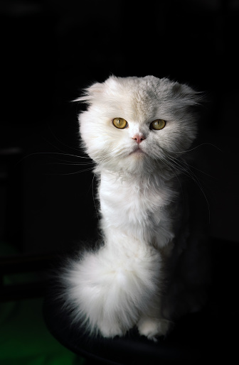 Shaved Scottish fold long hair white cat and Persian cat mixed Persittish Cat