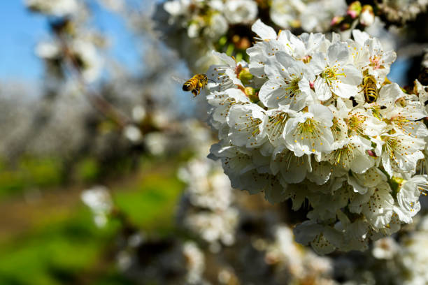 Bee gathers nectar from white flower cherry among lush green leaves and delicate blossoms. Serene springtime moment, emphasizing connection between bees and flowers. Selective focus. Defocus