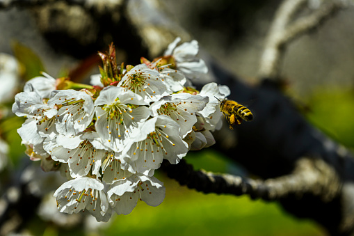 Close-up of springtime bing cherry (Prunus avium) orchard blooming with with new blossoms and close-up of honey bees pollinating the blooms.\n\nTaken in the Gilroy, California, USA.