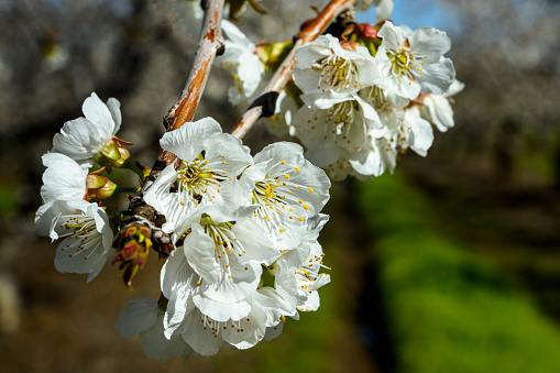 Blooming branches of apple tree on a background of blue sky, selective focus. Natural flowering background