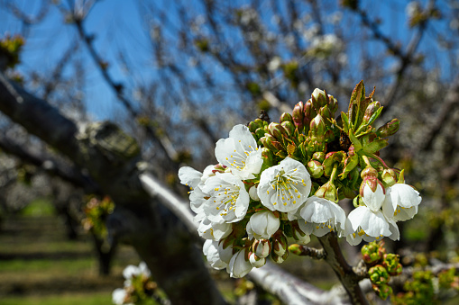 Close-up of springtime bing cherry (Prunus avium) orchard blooming with with new blossoms.\n\nTaken in the Gilroy, California, USA.