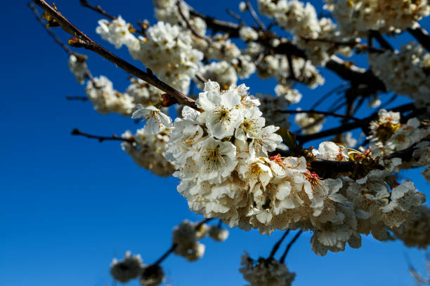 Close-up of springtime bing cherry (Prunus avium) orchard blooming with with new blossoms.Taken in the Gilroy, California, USA.