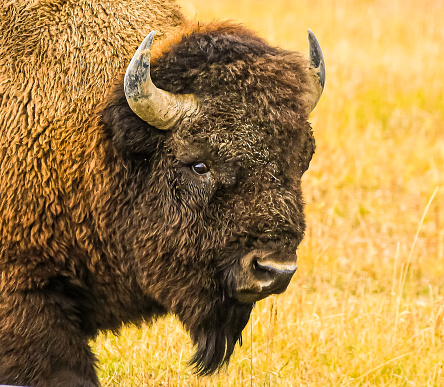 A majestic close up of a Bison