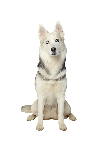 Portrait of grey girl siberian husky looking to you on a white background