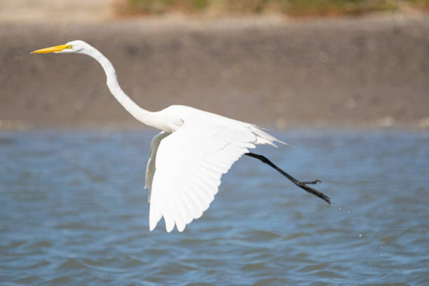 istock Great egret flying on the lake 1477896010
