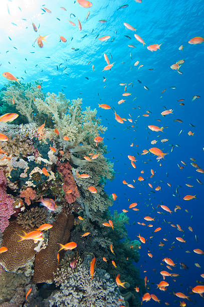 istock Beautiful tropical coral reef 147789693