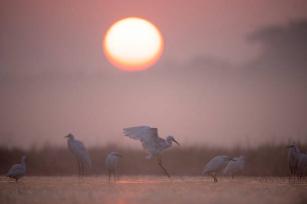 istock Flock of Egrets in Sunrise 1477896952