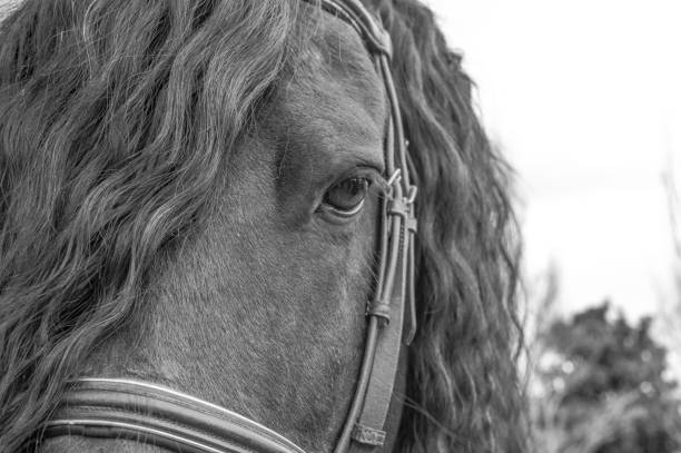 istock Black and white Friesian horse 1477898094