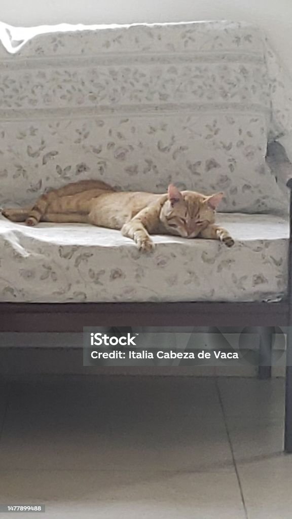 Life is sleep Sleepy Cat Animal Stock Photo