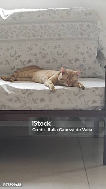 Life Is Sleep Stock Photo - Download Image Now - Animal, Color Image, Domestic Cat