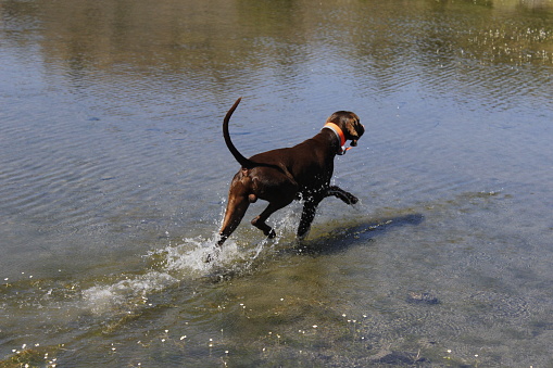 Big brown Weimaraner dog walking in the water of a lake. The dog has an orange collar and a long tail. Drops of water can be seen from the splashing