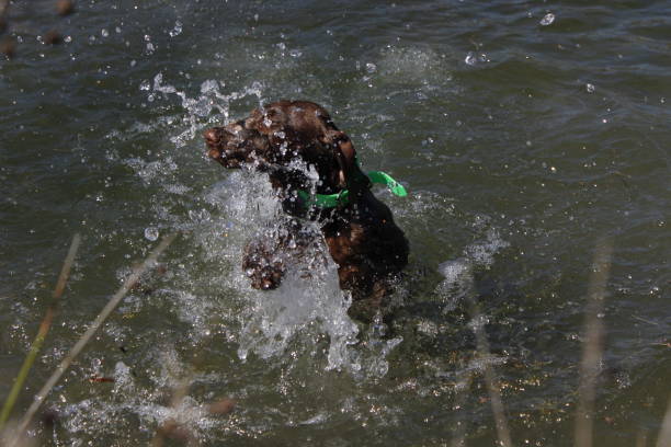 istock Dog splashing in the water 1477899650