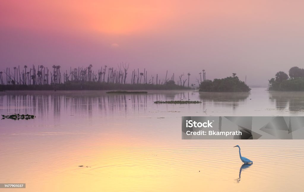 Great Egret Hunting During  a Breathtaking Orlando Wetlands Park During a Vibrant Sunrise in Central Florida USA A vibrant sunrise in the beautiful natural surroundings of Orlando Wetlands Park in central Florida.  The park is a large marsh area which is home to numerous birds, mammals, and reptiles. Orlando - Florida Stock Photo