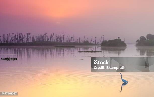 Great Egret Hunting During A Breathtaking Orlando Wetlands Park During A Vibrant Sunrise In Central Florida Usa Stock Photo - Download Image Now