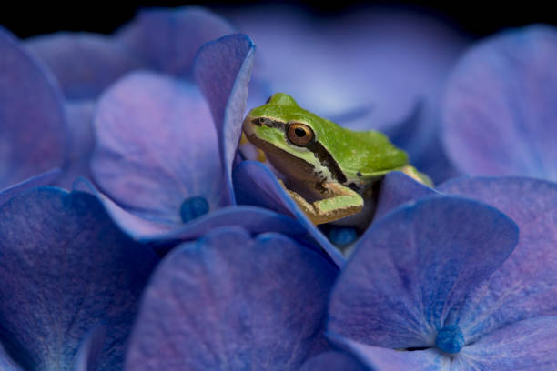 istock A tiny Pacific chorus frog rests on beautiful, purple hydrangea blossoms in summer 1477901394
