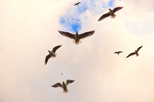 Seagulls flying by the lighthouse in Kolobrzeg, Poland.
