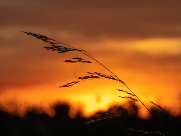 istock Close up of silhouette dried grass 1477901543