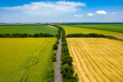 aerial view to road between a wheat field and a field of blooming sunflowers, Ukraine