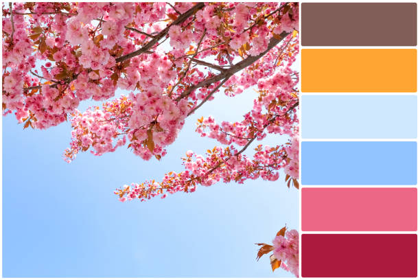 istock Color palette and beautiful blossoming sakura tree against blue sky. Collage 1477903391