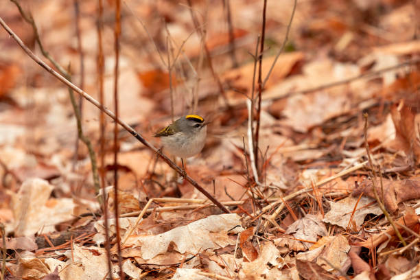 The golden-crowned kinglet (Regulus satrapa) Natural scene from Wisconsin state park regulidae stock pictures, royalty-free photos & images