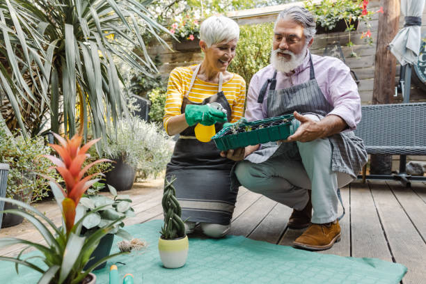 ガーデニングや家で植物の世話を楽しむ老夫婦 - senior adult couple care spring ストックフォトと画像