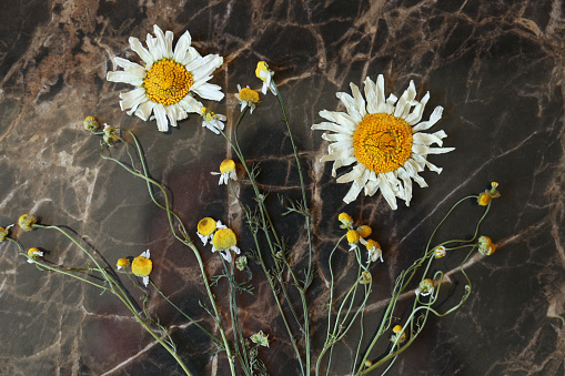 Beautiful dried flowers on marble table, top view