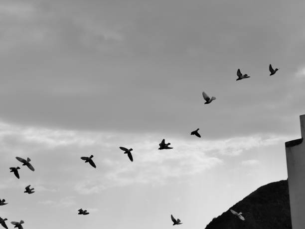 istock Flying Birds in the sky 1477905112