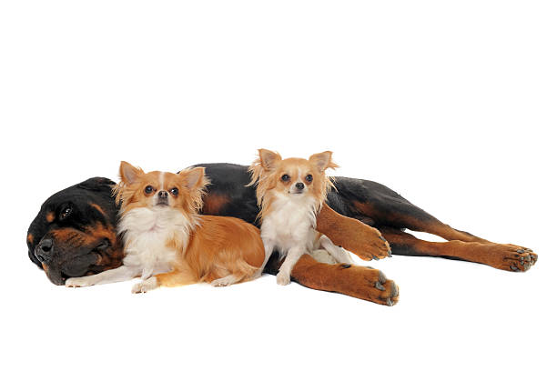 istock rottweiler and two chihuahuas 147790584