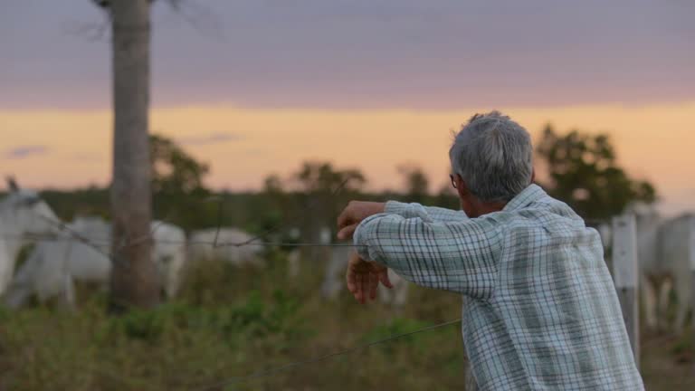 man leaning against a fence looking at cattle at the end of the day