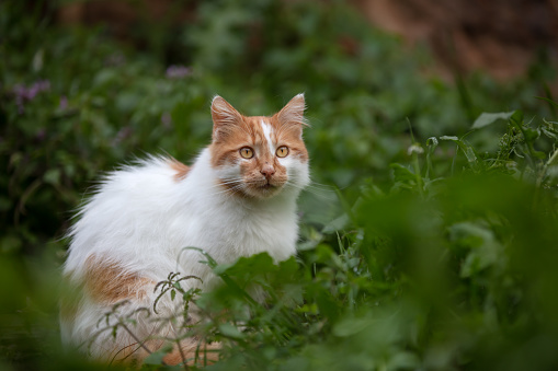 Tabby Cat Stalking outside in tall grass