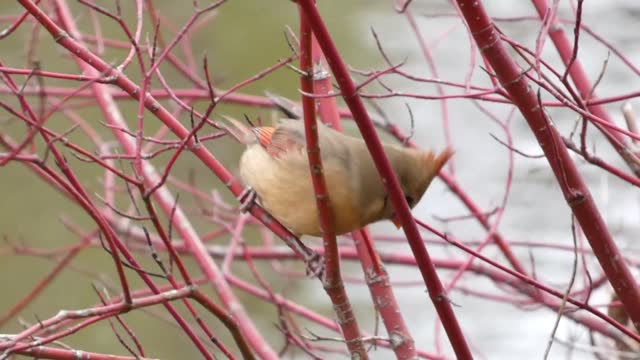 Northern Cardinal, Female - Close-up perched & moving activity in red branch tree along the riverbank