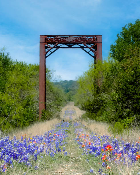 Texas Wildflowers on Railroad Bridge