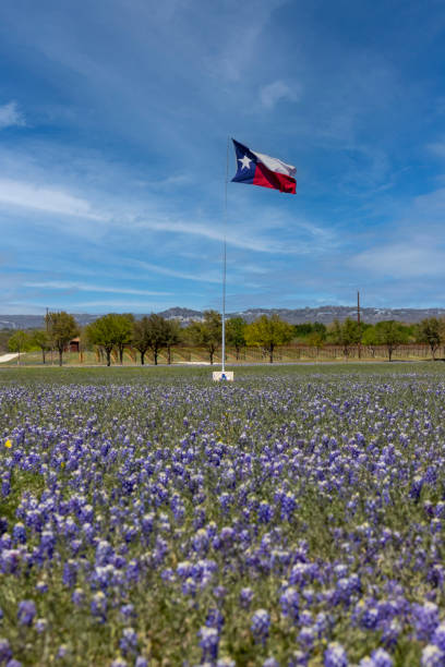 istock Texas Flag Waving in a Field of Bluebonnets 1477914251
