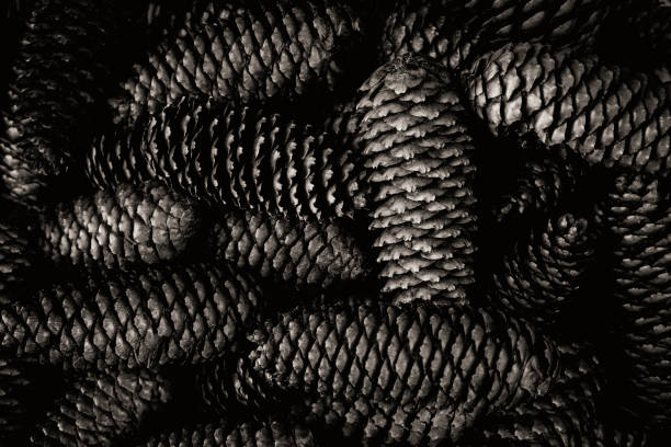A black and white still life of a Californian Coulter Pine Cone.