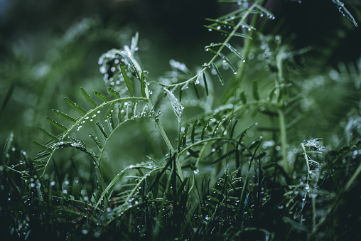 green grass with raindrops after spring rain.