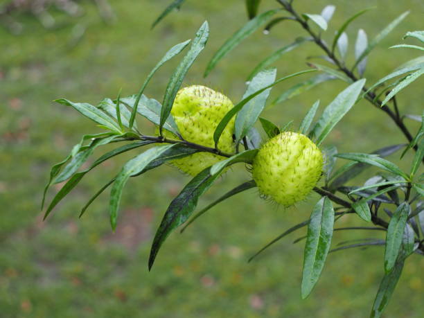 Green Gomphocarpus physocarpus or called hairy ball fruit Fresh Gomphocarpus physocarpus or called hairy ball fruit sprout at the public park gomphocarpus physocarpus stock pictures, royalty-free photos & images