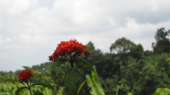 Red colour of Ashoka flower or known as Ixora chinensis